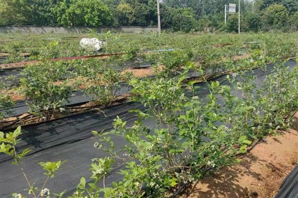 蓝莓的种植技术,最好选择酸性的土壤