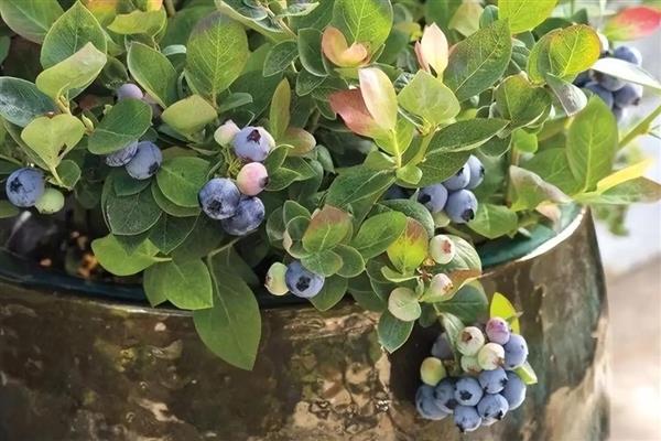 蓝莓的种植技术,最好选择酸性的土壤