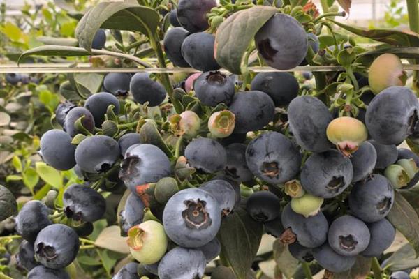 蓝莓的种植技术,最好选择酸性的土壤