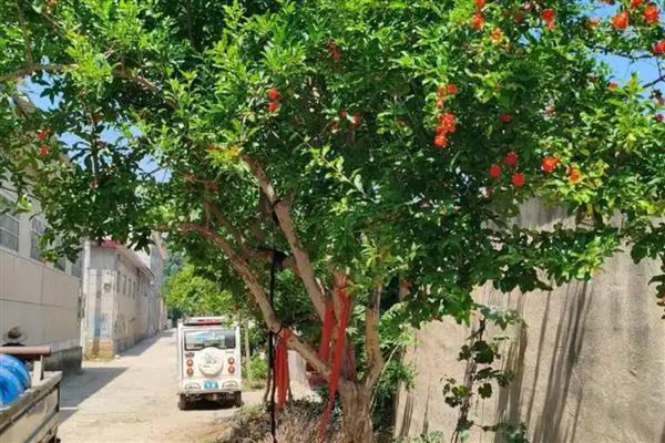 怎么判断石榴树的公母，石榴树不分公母