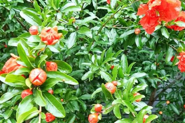 怎么判断石榴树的公母，石榴树不分公母