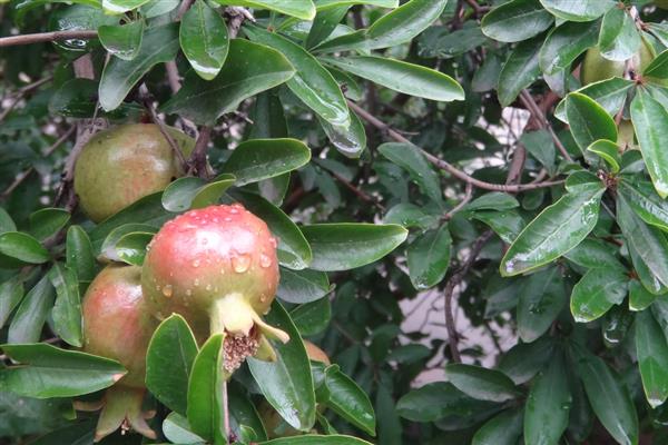 怎么判断石榴树的公母，石榴树不分公母