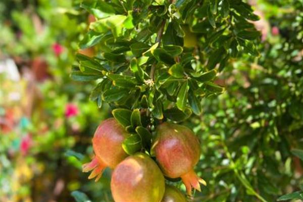 怎么判断石榴树的公母，石榴树不分公母