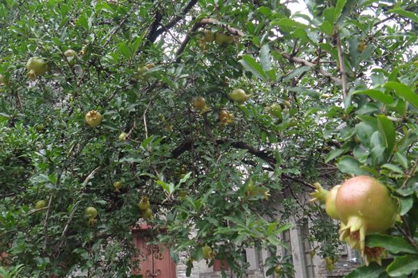 怎么判断石榴树的公母，石榴树不分公母