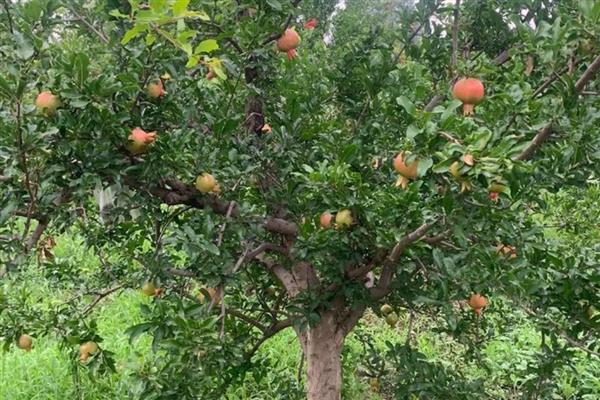 怎么判断石榴树的公母，石榴树不分公母