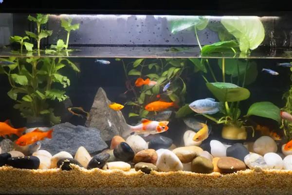 为什么观赏鱼沉在水底，可能是氧气不足所致