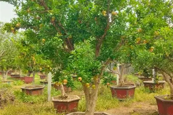 怎么判断石榴树的公母，石榴树不分公母