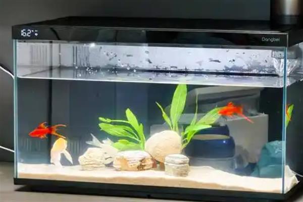 为什么观赏鱼沉在水底，可能是氧气不足所致