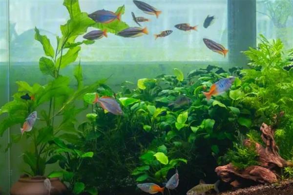 为什么观赏鱼沉在水底，可能是氧气不足所致