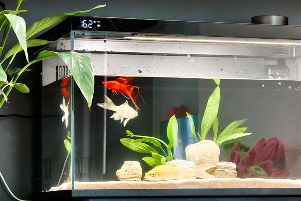 为什么观赏鱼沉在水底，可能是氧气不足所致