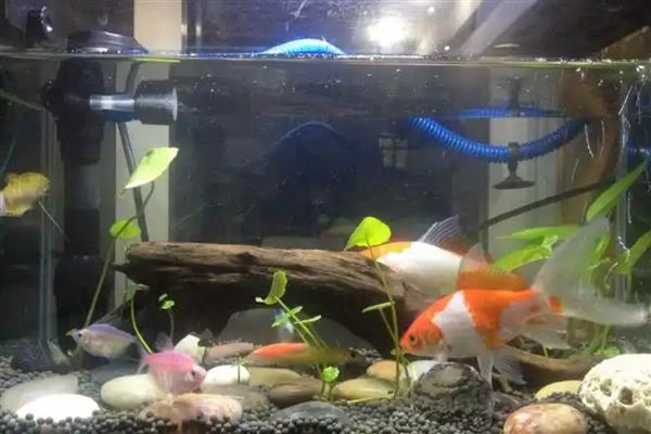 为什么观赏鱼沉在水底，可能是氧气不足所致