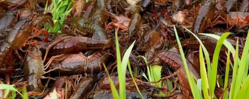小龙虾开春后的活动量大不大，初夏才会进入活跃期
