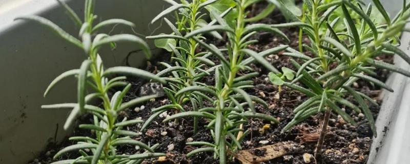 迷迭香怎么扦插，以下三种方式可供选择