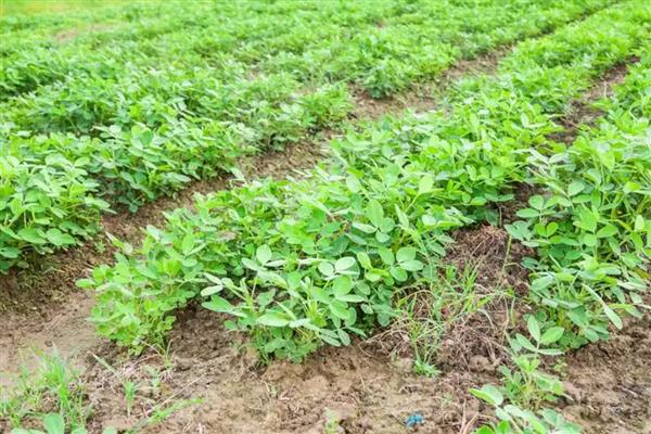 花生苗期病害如何解决，不同病害的治疗方法不同
