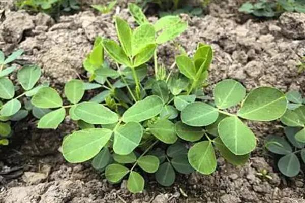 花生苗期病害如何解决，不同病害的治疗方法不同