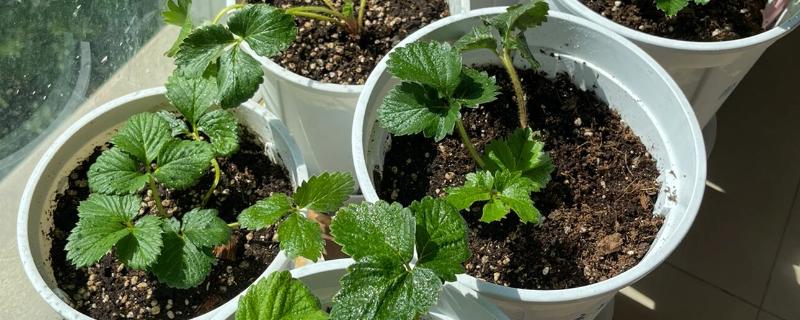 快递草莓苗需缓苗多久，喷水后再缓苗3-5天