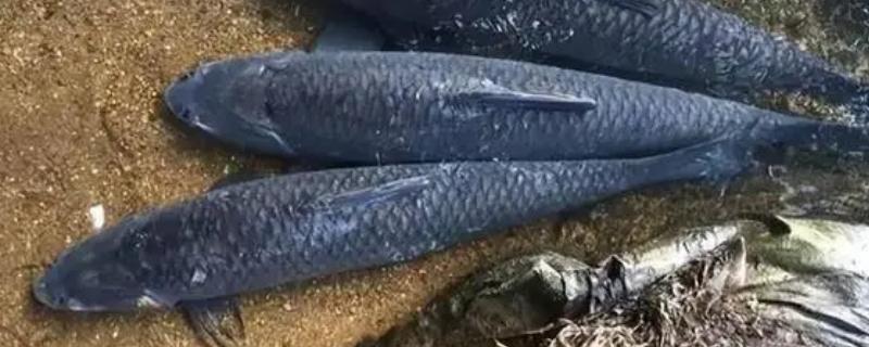 青鱼怎么繁殖，发育成熟的青鱼会自然交配