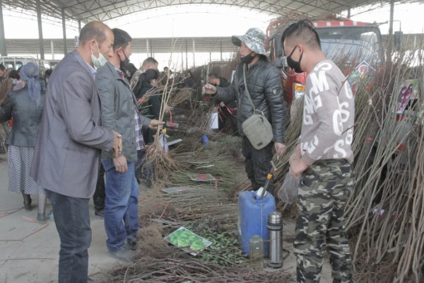 苗木生意如何找客户,一定要树立品牌的意识