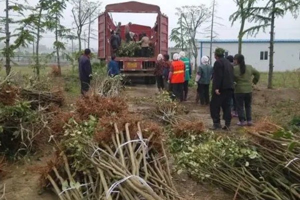 苗木生意如何找客户,一定要树立品牌的意识