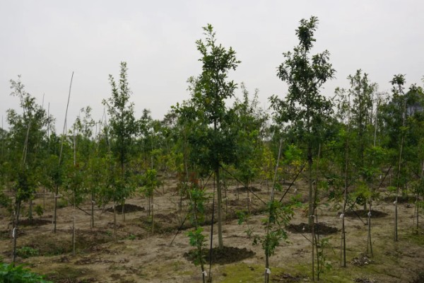 苗木生意如何找客户,一定要树立品牌的意识