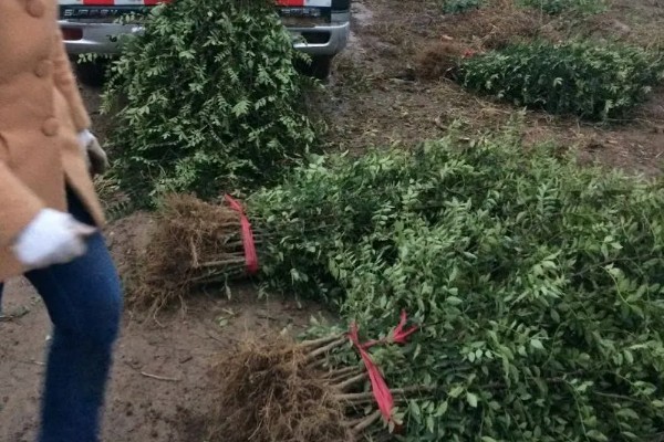 苗木生意如何找客户,一定要树立品牌的意识