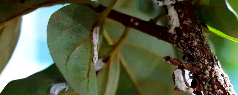 柿树柿毛虫的危害，树叶成筛子状的窟窿眼