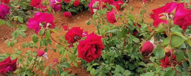 种植玫瑰花要注意什么，在春秋季节种植更合适