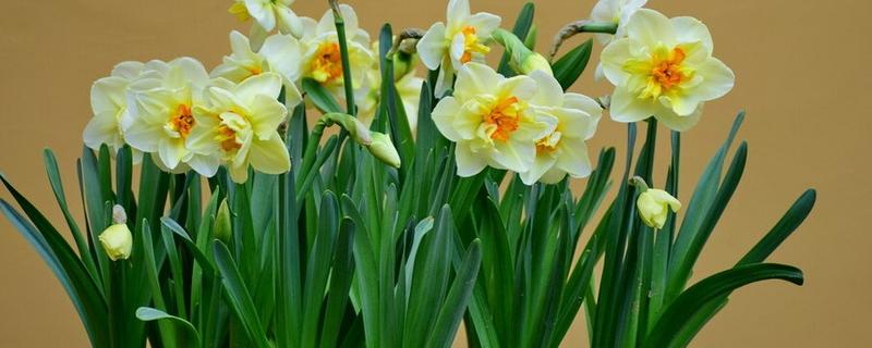 怎么处理开败后的水仙花，可以丢弃、冷藏或重新土培