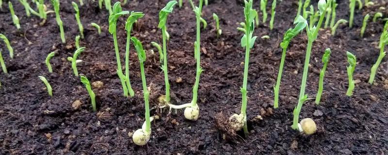 怎样提高大蒜的出苗率，温度控制在18℃左右