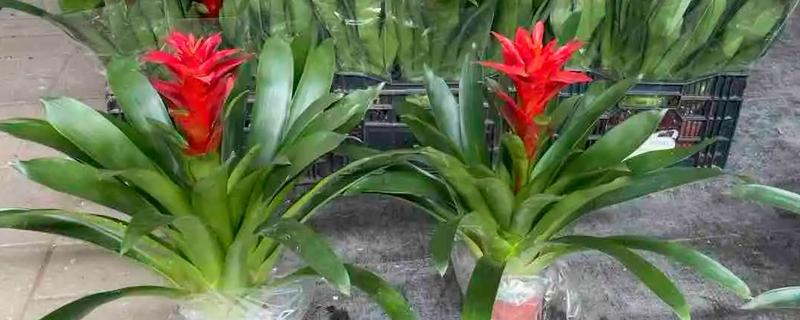 鸿运当头的养殖方法，平时每隔5-7天浇一次水