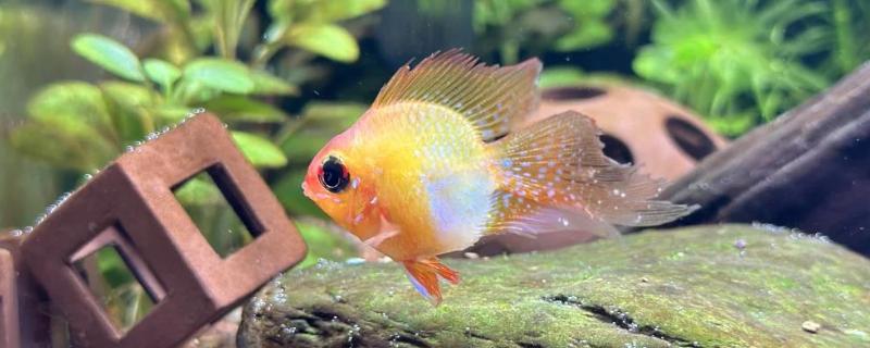 水霉病和白点病的区别，前者属于真菌性疾病、后者属于寄生虫病