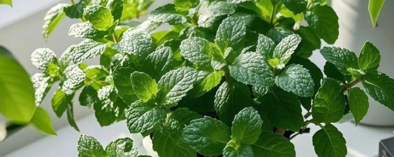 薄荷叶干枯的原因，可能是浇水过少所致