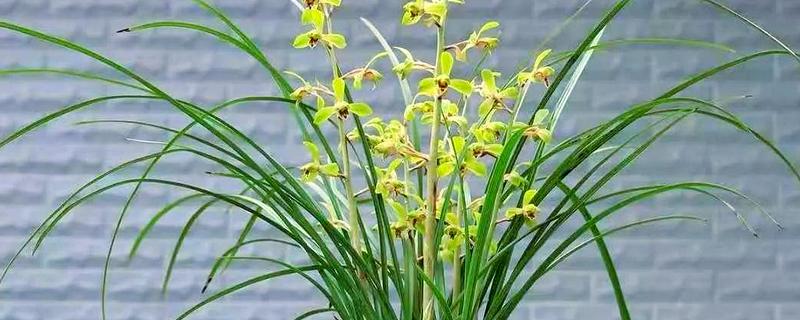 兰花的开花时间，不同品种的开花时间不同