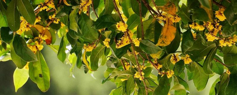 波叶金桂苗的价格，一棵售价13-18元左右