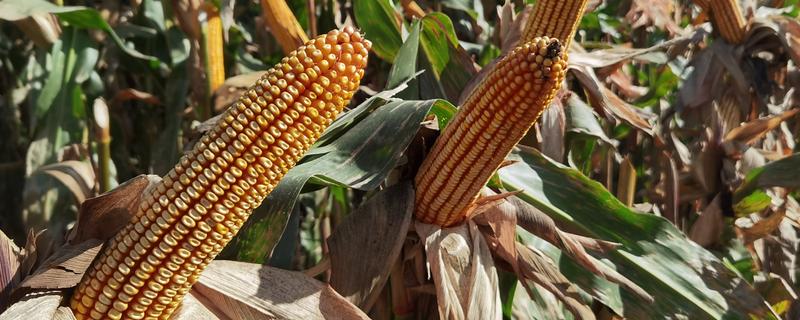 高产玉米种子，推荐良玉99、登海6702等