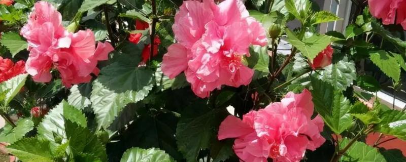 哪些花卉一年四季都能开放，常见扶桑花、长春花等品种