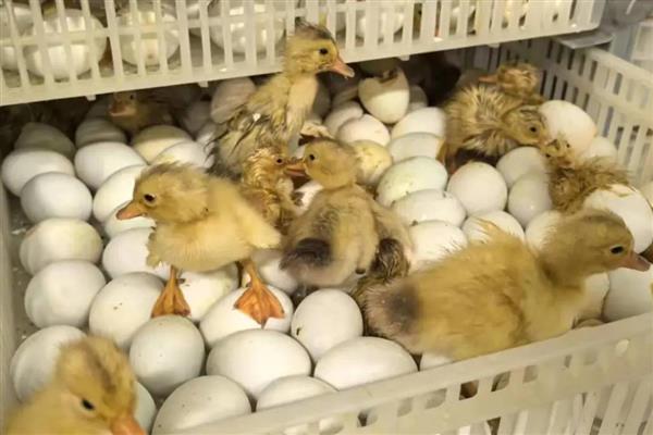 鸭子28天没破壳是正常的吗,是不正常的