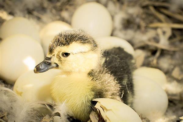 鸭子28天没破壳是正常的吗,是不正常的