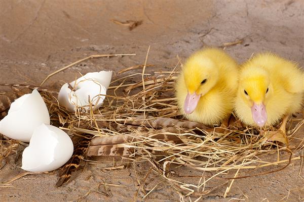 鸭子28天没破壳是正常的吗,是不正常的