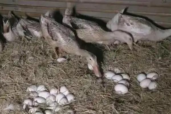 鸭子28天没破壳是正常的吗,是不正常的