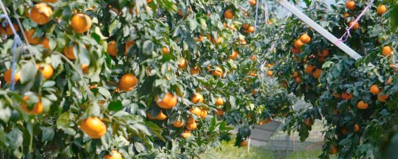 红美人柑橘的种植技术，在幼树期施加四次肥料