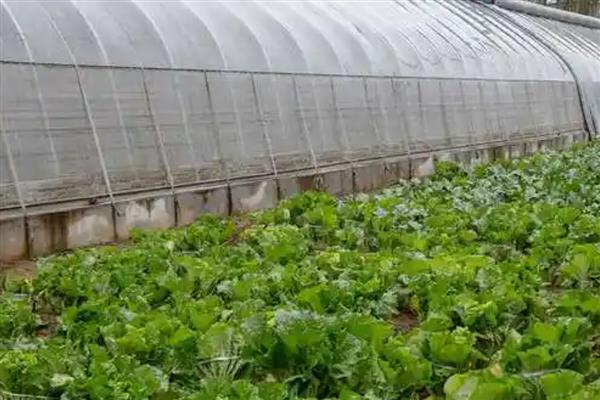 温室效应是由什么气体引起的，有水汽、氟利昂、二氧化碳等