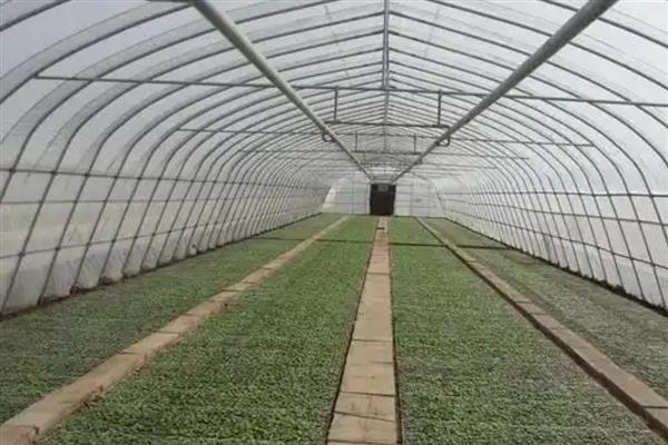 温室效应是由什么气体引起的，有水汽、氟利昂、二氧化碳等