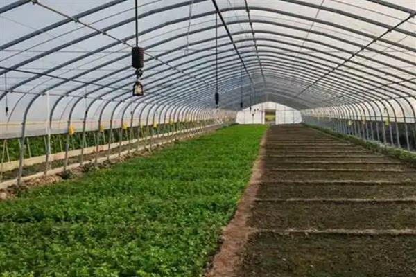 温室效应是由什么气体引起的，有水汽、氟利昂、二氧化碳等