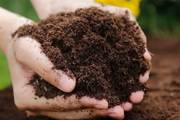 美人蕉的种植注意事项，播种前需要浸种