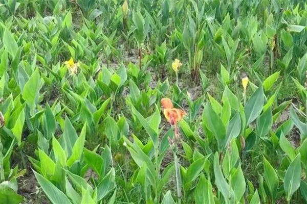 美人蕉的种植注意事项，播种前需要浸种