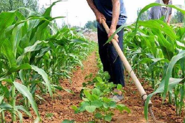 红火蚁的防治方法，需严格检疫、定期清理等