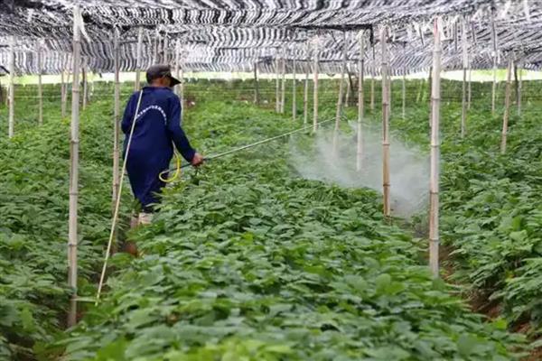 红火蚁的防治方法，需严格检疫、定期清理等