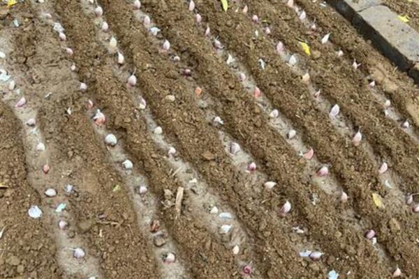 怎么种大蒜,种下去要注意保持土壤湿润