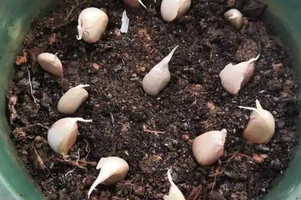 怎么种大蒜,种下去要注意保持土壤湿润